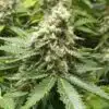 Moby Dick Regular Cannabis Seeds | Moby Dick Strain | The Seed Fair