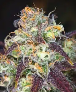 Mochalope Regular Cannabis Seeds | Mochalope Strain | The Seed Fair