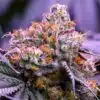 Obama Kush Feminized Cannabis Seeds | Obama Strain | The Seed Fair