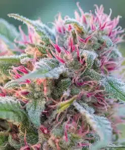 Panama Red Seeds | Panama Red Strain Feminized | The Seed Fair