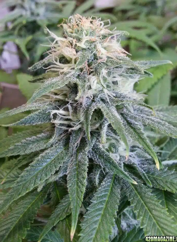 Permafrost Feminized Cannabis Seeds | Permafrost Strain | The Seed Fair