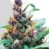 Pez Feminized Cannabis Seeds | Pez Strain Feminized | The Seed Fair