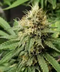 Pineapple Express Auto Flower Seeds | Pineapple Feminized Strain | The Seed Fair