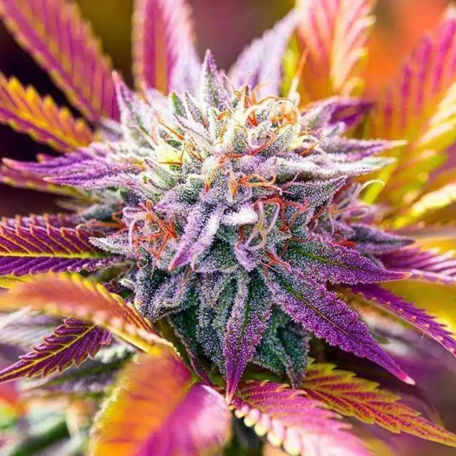 Plushberry Feminized Cannabis Seeds | Plushberry Strain | The Seed Fair
