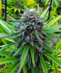 Power Plant Seeds | Power Plant Strain Feminized | The Seed Fair