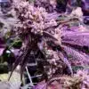 Purple Sunset Auto-Flowering Cannabis Seeds | Purple Sunset Strain | The Seed Fair
