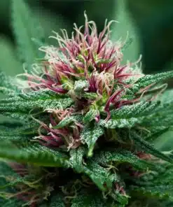 Purple Thai Seeds | Purple Thai Strain Feminized | The Seed Fair