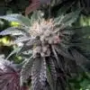 Shiatsu Kush Seeds | Shiatsu Kush Strain Feminized | The Seed Fair