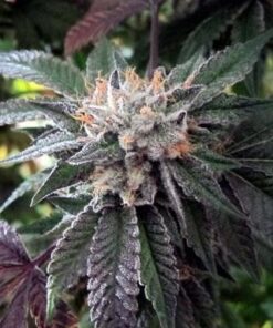 Shiatsu Kush Seeds | Shiatsu Kush Strain Feminized | The Seed Fair