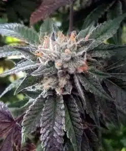 Shiatsu Kush Seeds | Shiatsu Kush Strain Feminized | The Seed Fair