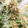 Skunk #1 Seeds | best feminized seeds