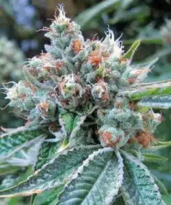 Skywalker OG Seeds | Skywalker OG Strain Feminized | The Seed Fair