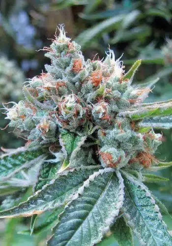 Skywalker OG Seeds | Skywalker OG Strain Feminized | The Seed Fair