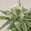 Snoops Dream Seeds | Snoops Dream Strain Feminized | The Seed Fair