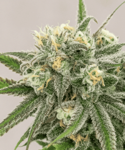 Snoops Dream Seeds | Snoops Dream Strain Feminized | The Seed Fair