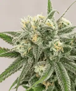 Snoops Dream Seeds | Snoops Dream Strain Feminized | The Seed Fair