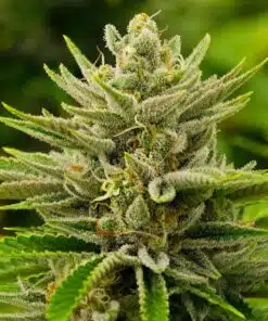 Sour Diesel Auto-Flowering Cannabis Seeds | Sour Diesel Strain | The Seed Fair