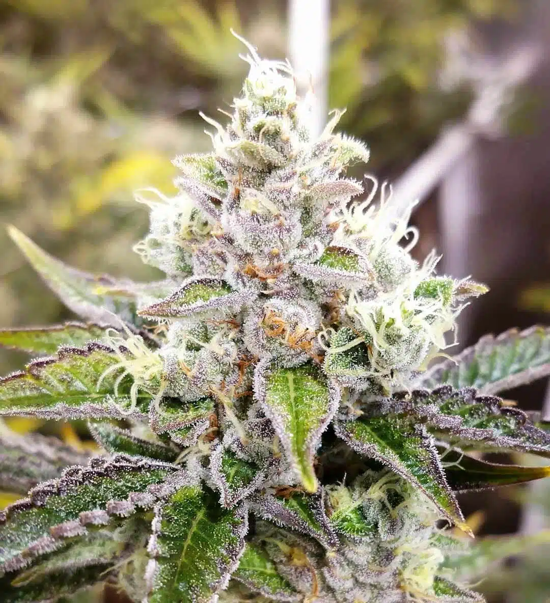 Sour Kush AutoFlower Seeds | Sour Kush Feminized Strain | The Seed Fair