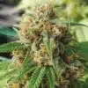 CBD Strawberry 1 to 15 Feminized Cannabis Seeds | CBD Strawberry | The Seed Fair