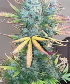 Strawberry Cough Seeds | Strawberry Cough Strain Feminized | The Seed Fair