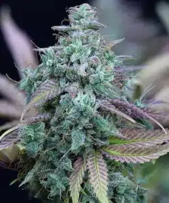 Strawberry Cheese Auto-Flowering Cannabis Seeds | Strawberry Cheese | The Seed Fair