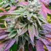 Sunset Sherbet Seeds | Sunset Sherbet Strain Feminized | The Seed Fair