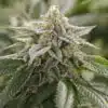 CBD Super Lemon 1 to 1 Feminized Cannabis Seeds | CBD Super Lemon | The Seed Fair