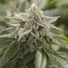 Super Lemon Haze Seeds | Super Lemon Haze Strain Feminized | The Seed Fair
