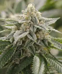 Super Lemon Haze Seeds | Super Lemon Haze Strain Feminized | The Seed Fair