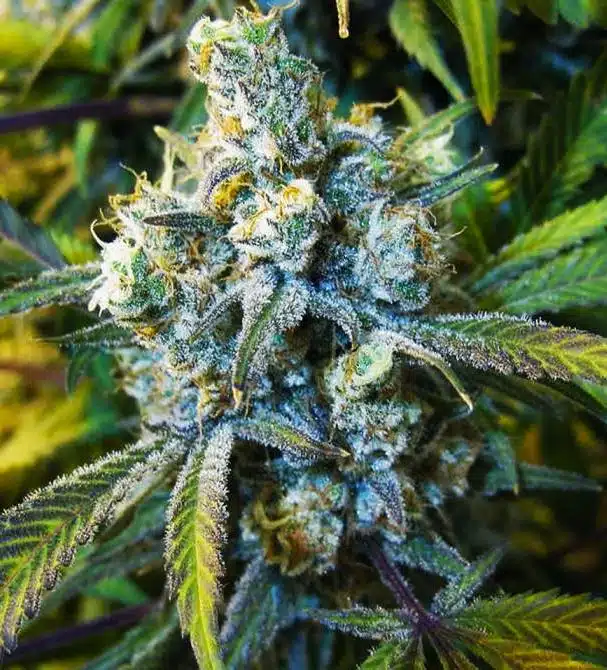 Super Silver Haze Auto-Flowering Cannabis Seeds | Super Silver Strain | The Seed Fair