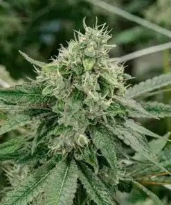 Triple XL Auto-Flowering Cannabis Seeds | Triple XL Strain | The Seed Fair