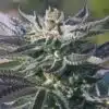 Wedding Cake Auto-Flowering Cannabis Seeds | Wedding Cake Strain | The Seed Fair