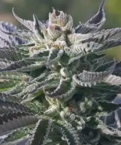 Wedding Cake Auto-Flowering Cannabis Seeds | Wedding Cake Strain | The Seed Fair