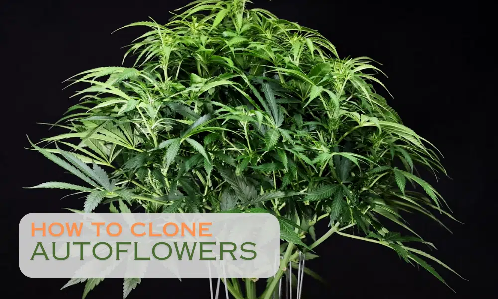 Cloning autoflowers