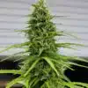 Durban Poison Feminized Seeds