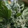 Gorilla Glue Regular Cannabis Seeds | Gorilla Glue Strain | The Seed Fair