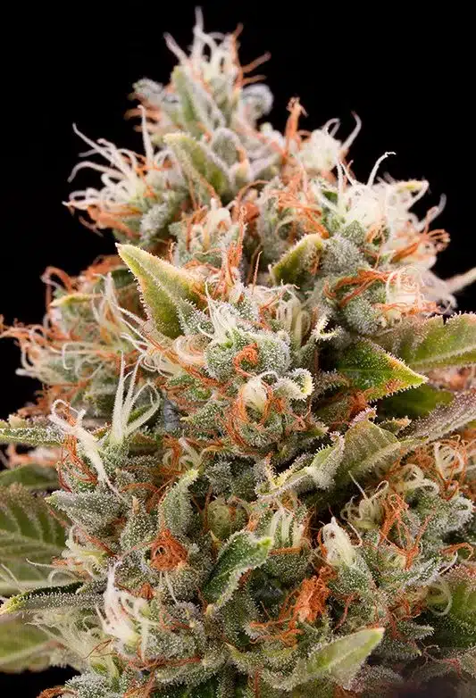 CBD Chemdog #4 Feminized Cannabis Seeds | CBD Chemdog Strain | The Seed Fair