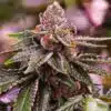 Girl Scout Cookies Seeds | best feminized seeds