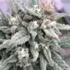 Haze XL Auto Flower Seeds | Haze XL Strain Feminized | The Seed Fair