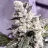 Juicy Fruit Seeds | Juicy Fruit Strain Feminized Seeds | The Seed Fair