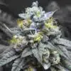 Kosher Kush Seeds | Kosher Kush Strain Feminized | The Seed Fair
