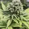 Moby Dick CBD Seeds | Moby Dick Strain Feminized | The Seed Fair