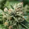 OG Kush | best feminized seeds