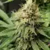 Pineapple Express Auto Flower Seeds | Pineapple Feminized Strain | The Seed Fair