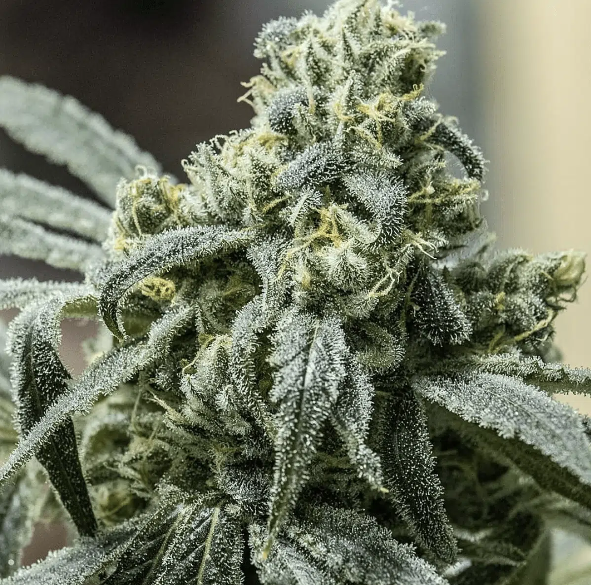 Skunk Auto Flower Seeds | Skunk Feminized Cannabis Strain | The Seed Fair