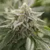 CBD Super Lemon 1 to 1 Feminized Cannabis Seeds | CBD Super Lemon | The Seed Fair