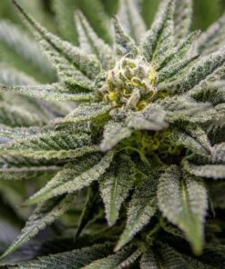 Killer Feminized Cannabis Seeds | Killer Feminized Strain | The Seed Fair