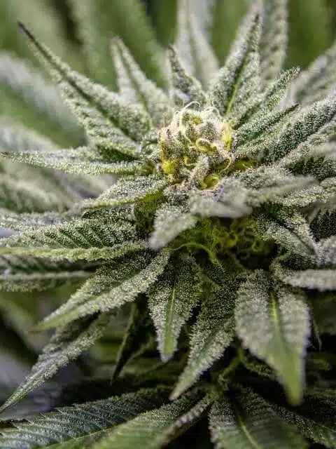 Killer Feminized Cannabis Seeds | Killer Feminized Strain | The Seed Fair