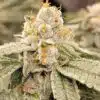 Runtz Feminized Cannabis Seeds
