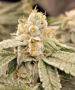 Runtz Feminized Cannabis Seeds